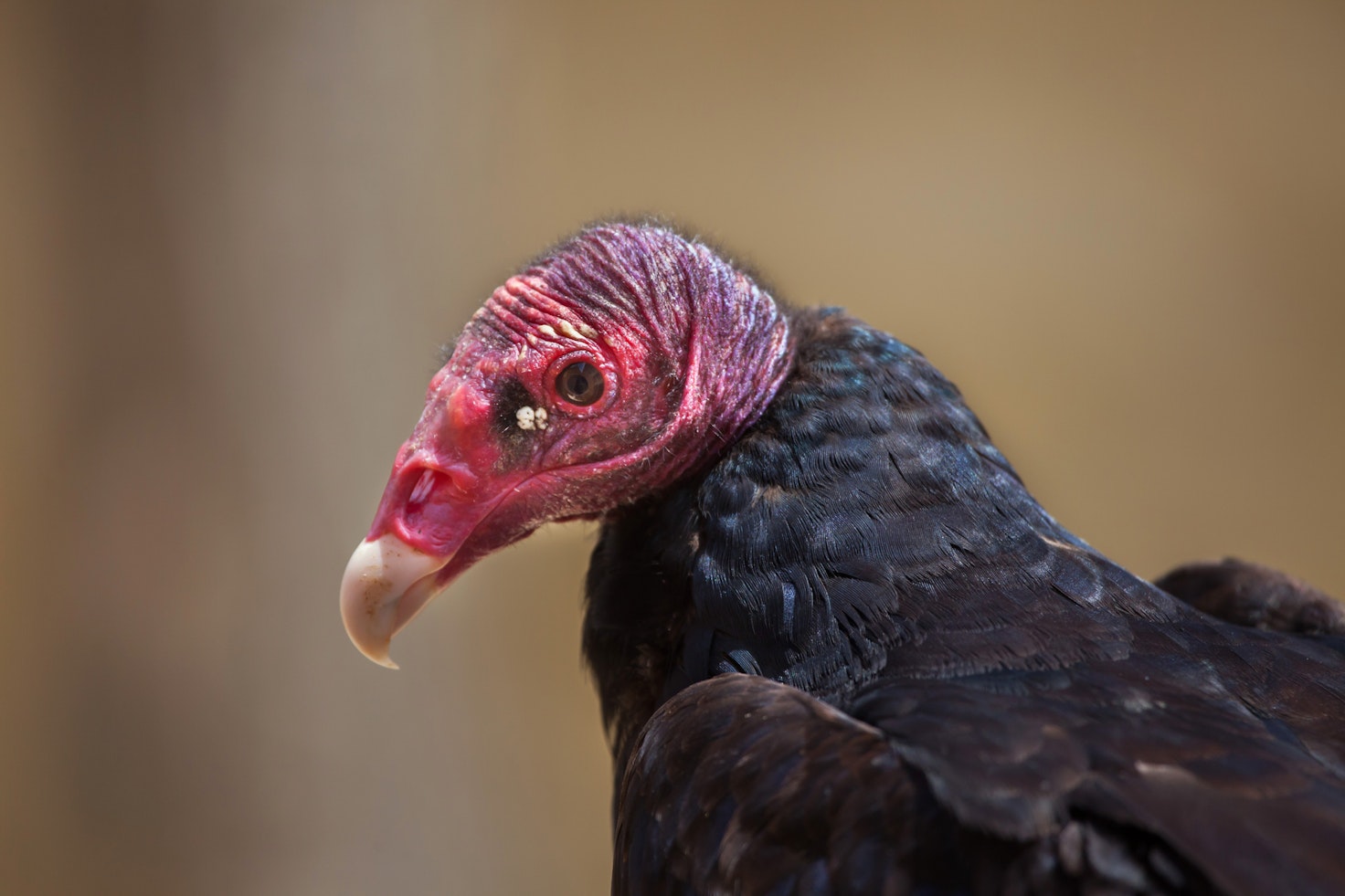 Roof Claim for Damage by Vultures Fails on Ordinary, Not Expert, Meaning of  'Infestation